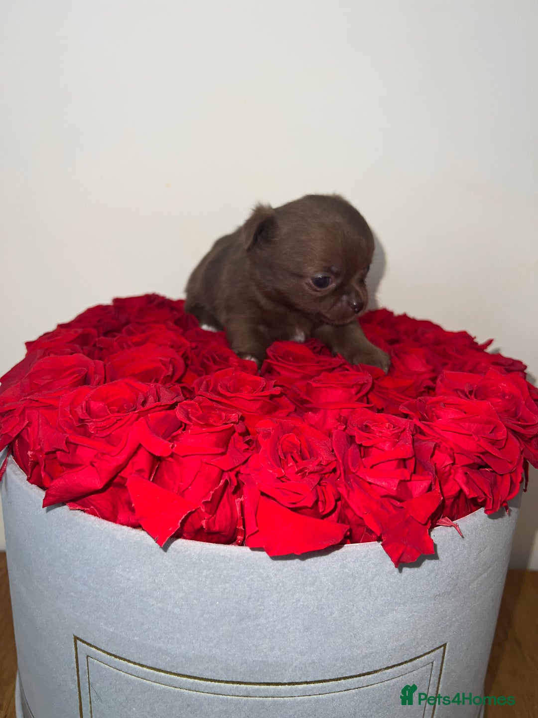 Chihuahua dogs for sale: Russian CHAMPION Apple head/Chihuahuas - Image 8