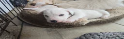 Jack Russell dogs for sale: Jack Russell puppies 🐶  - Advert 11