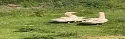 Geese poultry for sale: Brecon Buff Geese in Caernarfon - Advert 1