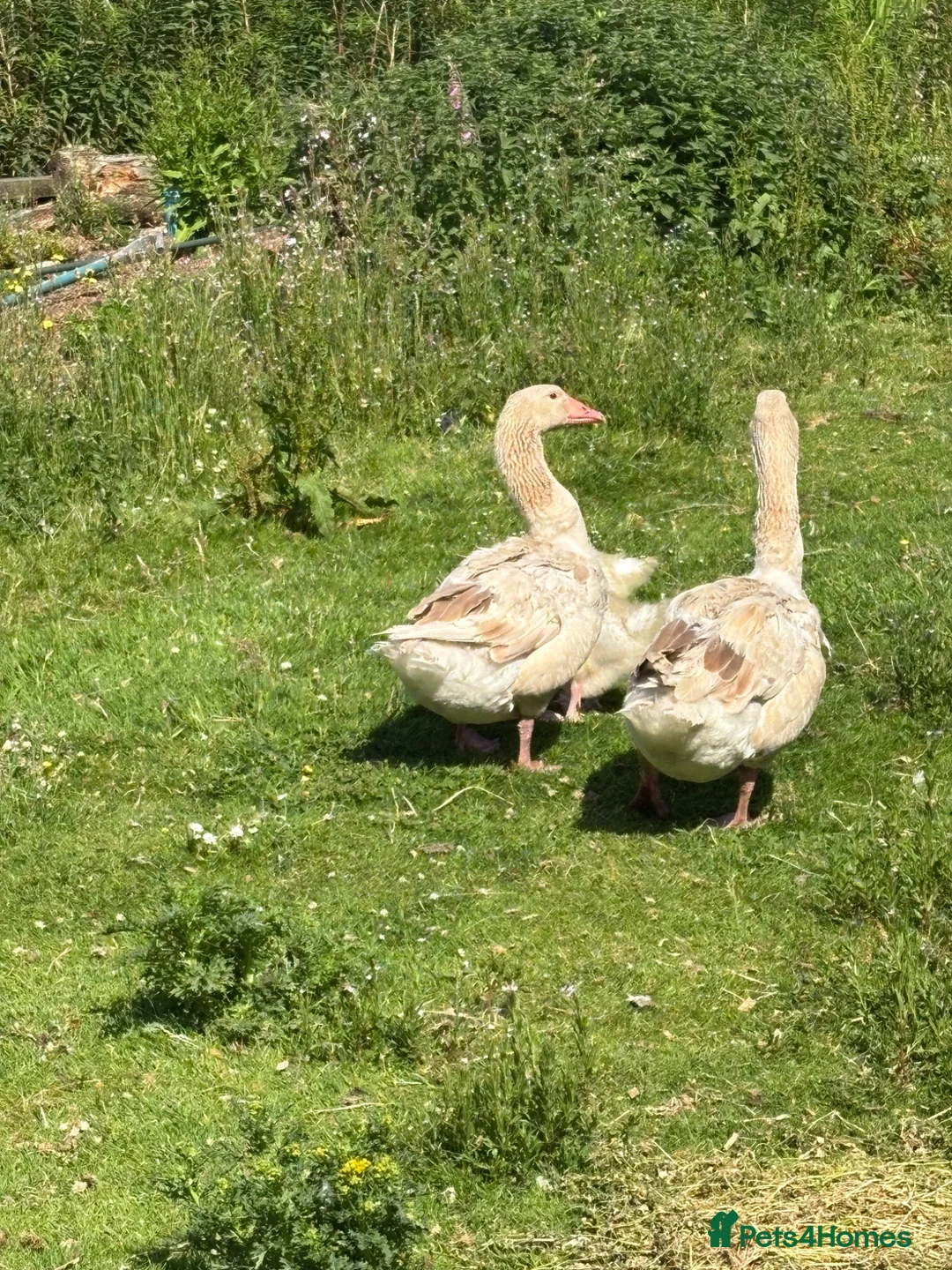 Geese poultry for sale: Brecon Buff Geese in Caernarfon - Advert 1