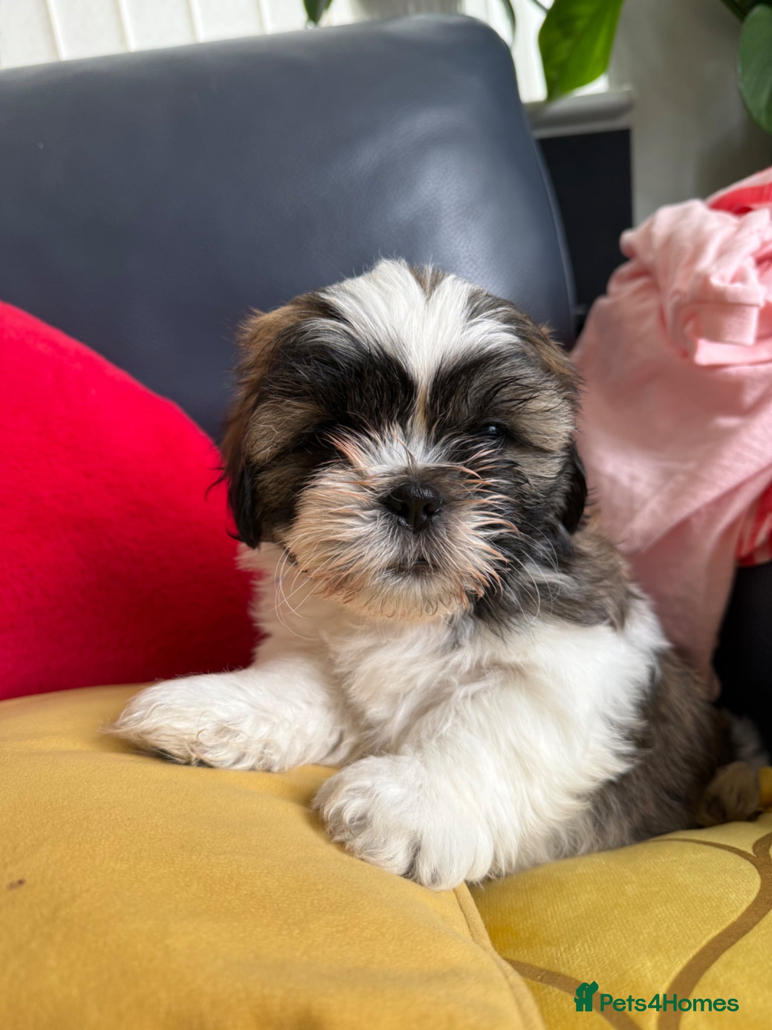 Shih Tzu dogs Purebred Shih Tzu Puppies Looking for Loving Homes - Advert 18