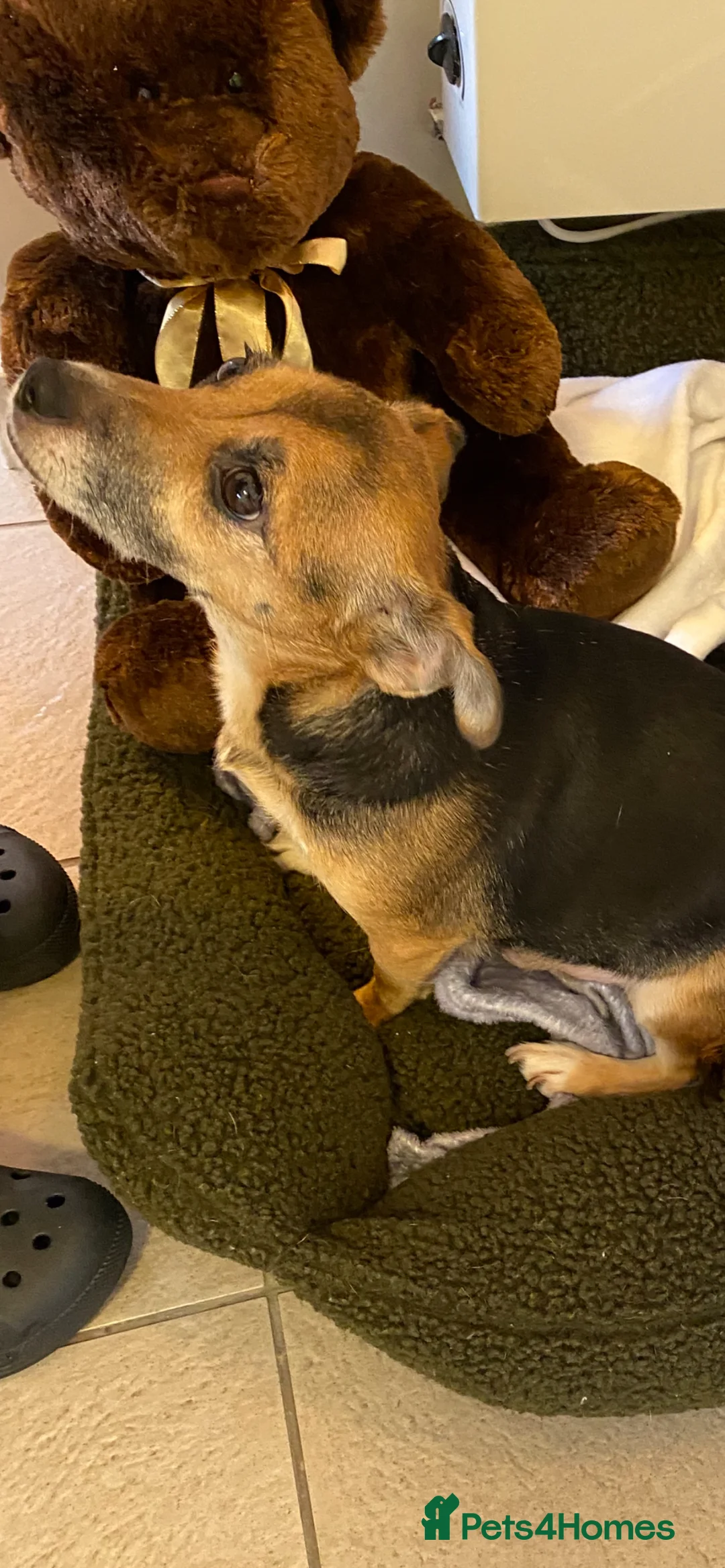 Jack Russell dogs for sale: Jack Russell terrier female for sale - Advert 3