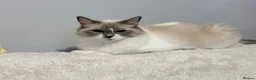 Ragdoll cats for sale: Ragdoll kittens 2 girls 1 boy - Advert 22