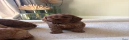 Cavapoo dogs for sale: DNA tested Dark red F1 cavapoo pups  - Advert 30