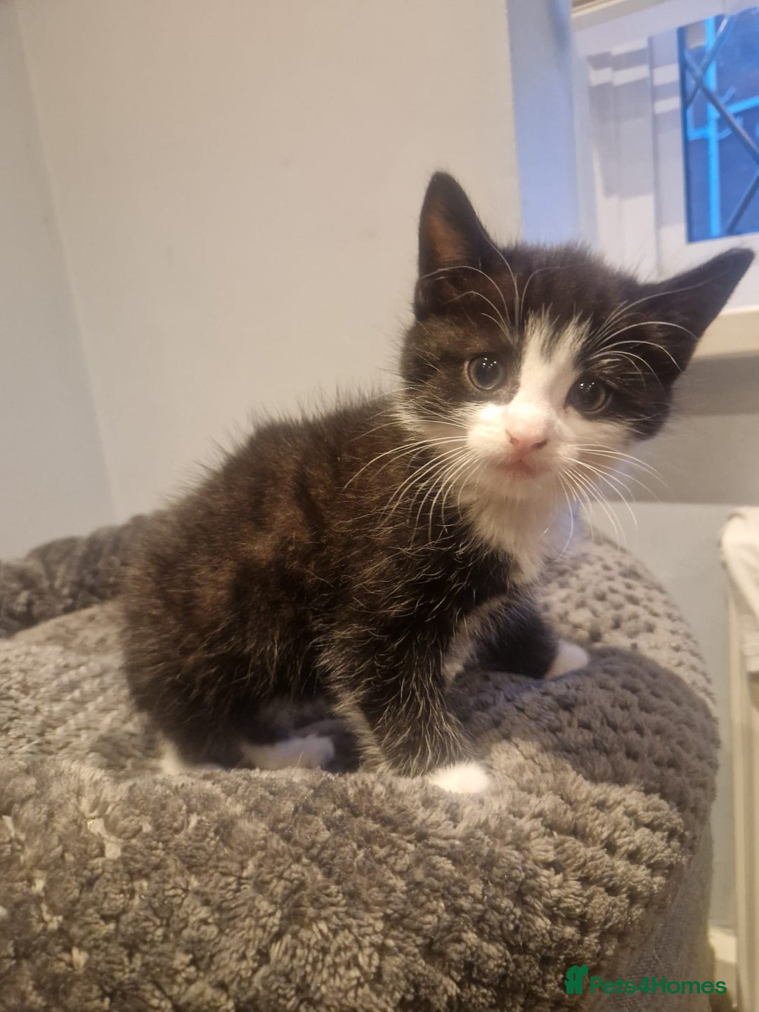 Mixed Breed cats for sale: Update! Beautiful litter of kittens 2 kitten left - Image 23