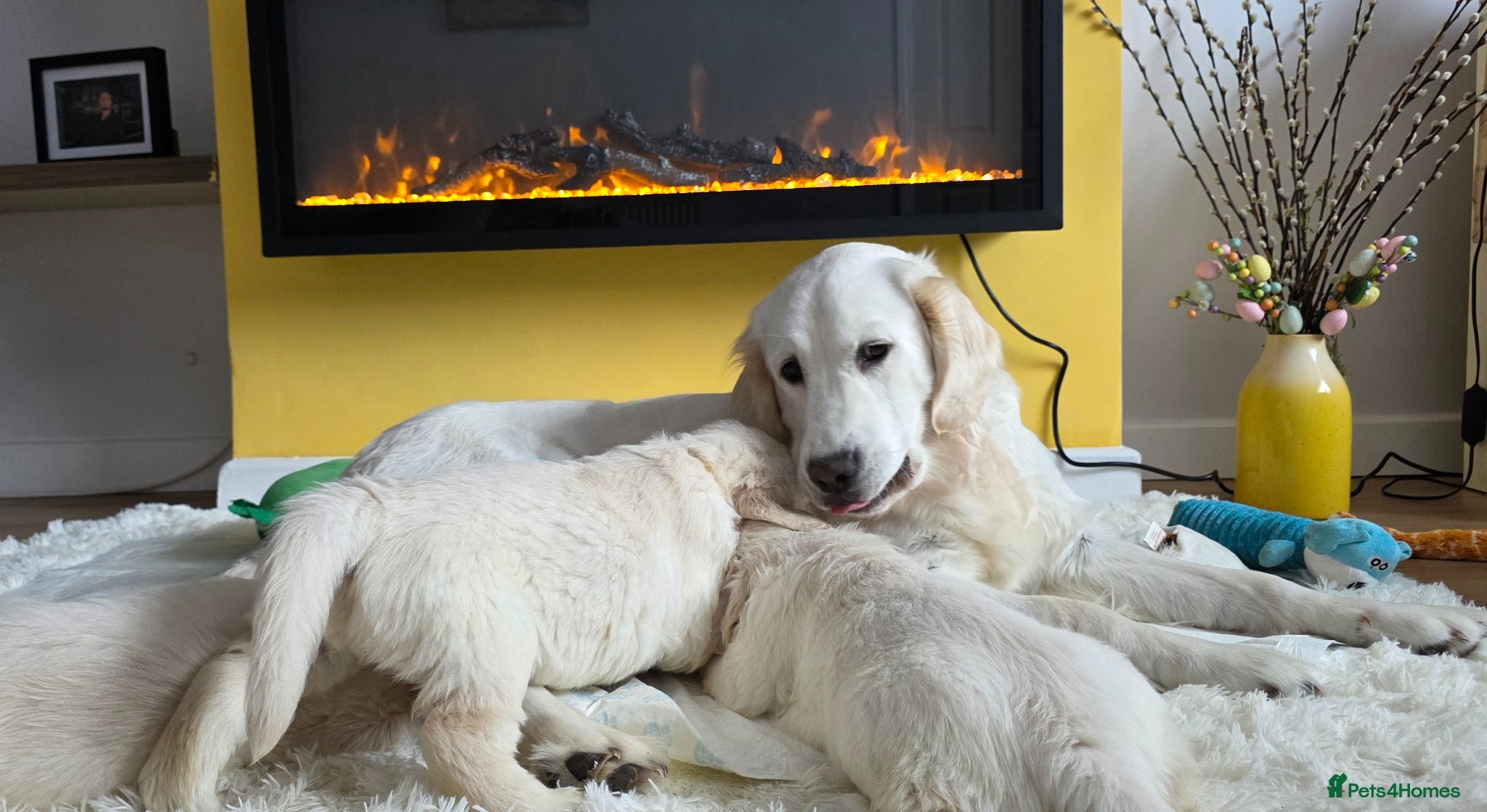 Golden Retriever dogs KC Golden Retriever Puppies – Only 3 Available - Advert 1