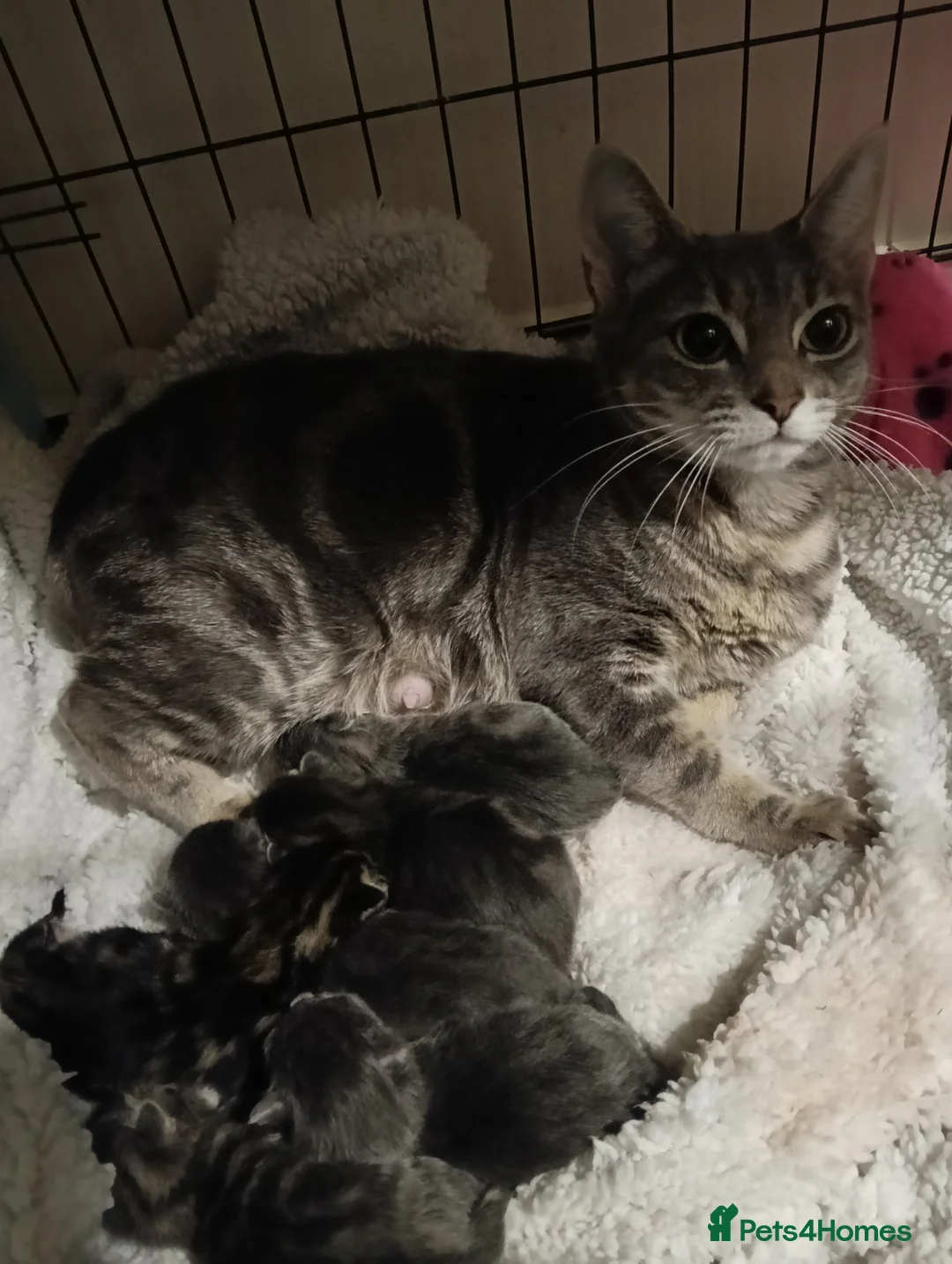 Mixed Breed cats for sale: Beautiful grey/tabby kittens - Advert 9