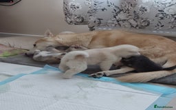 Mixed Breed dogs for sale: Huskita malamutes - Image 11