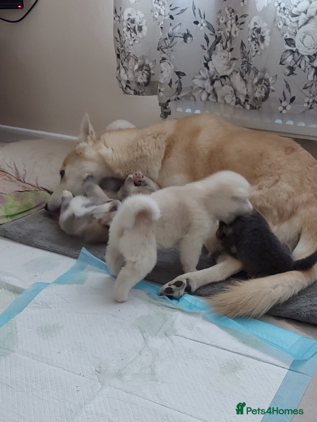 Mixed Breed dogs for sale: Huskita malamutes - Image 11