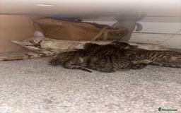 Bengal cats for sale: Bengal Kittens Ready2Go (Mother is TICA certified) in London - Image 9
