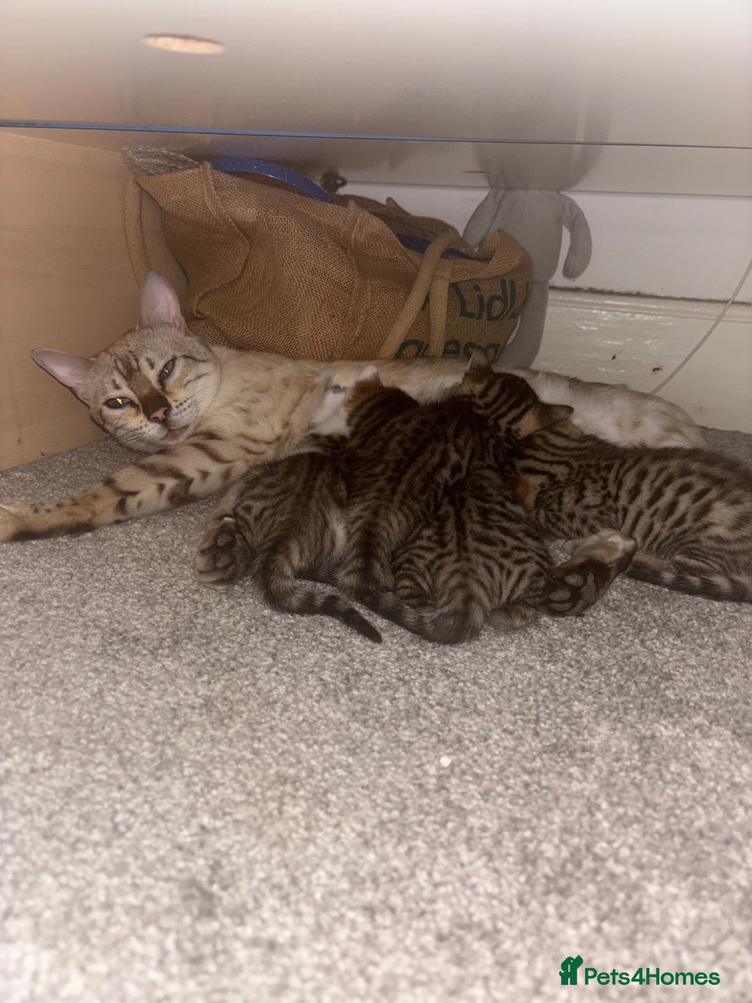 Bengal cats for sale: Bengal Kittens Ready2Go (Mother is TICA certified) in London - Image 9