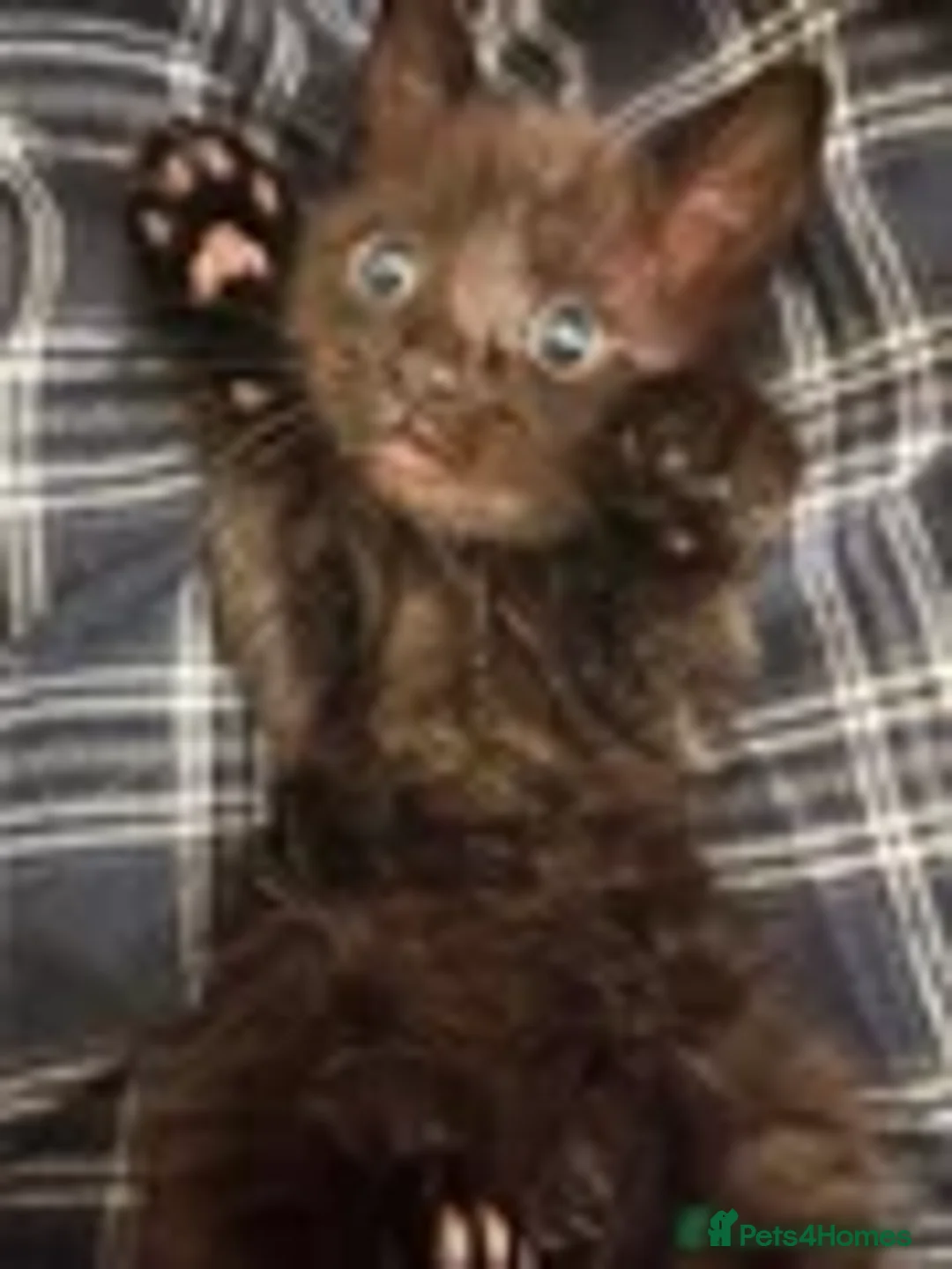 Mixed Breed cats for sale: Stunning ragdoll mix kittens - Advert 2
