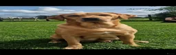 Labrador Retriever dogs for sale: Labrador puppies from a 5 Star License Breeder  - Advert 12