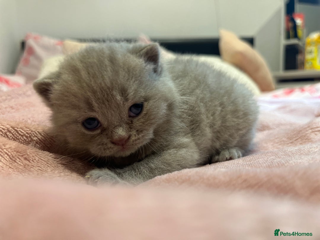 Brazilian Shorthair cats for sale: Pedigree British Shorthair Kittens Golden & Lilac - Image 11