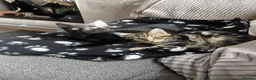 British Shorthair cats for sale: Two kittens, Dash and Dotty.  - Advert 1
