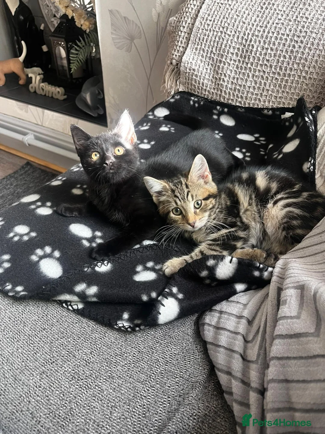 British Shorthair cats for sale: Two kittens, Dash and Dotty.  - Advert 1