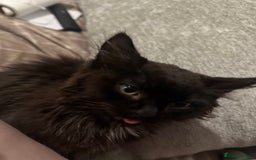 British Longhair cats for sale: Male kitten British long hair x mainecoone - Image 7