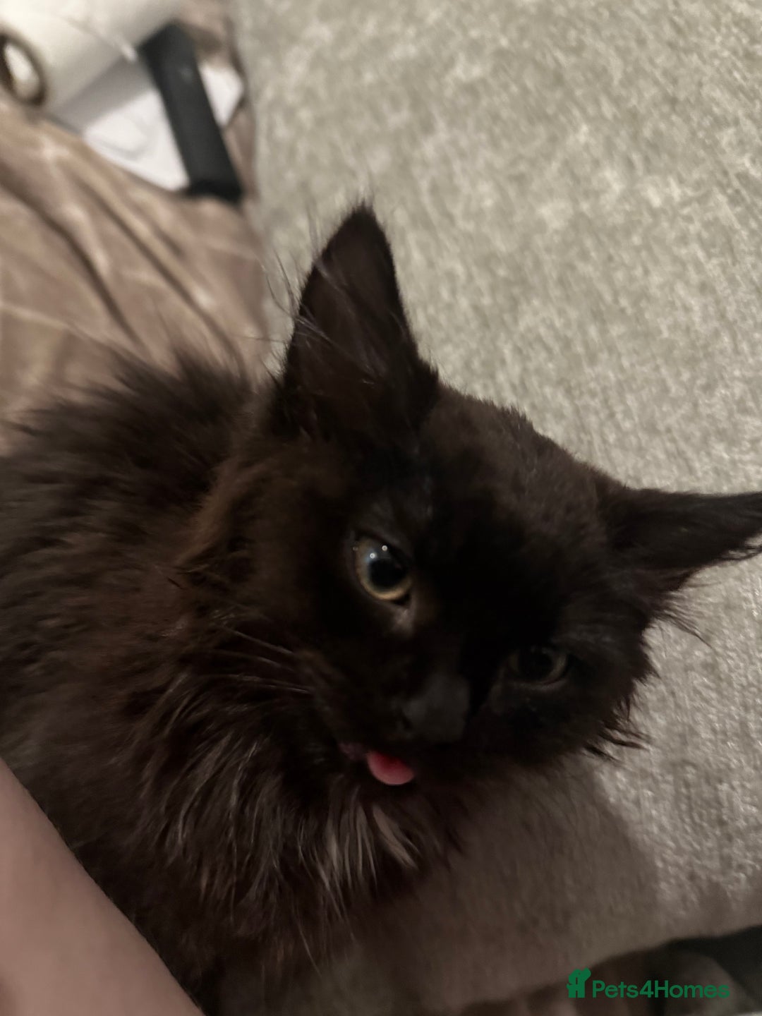 British Longhair cats for sale: Male kitten British long hair x mainecoone - Image 7