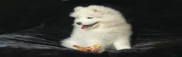 Samoyed dogs for sale: Beautiful Samoyed Puppies from Champion Father - Advert 8