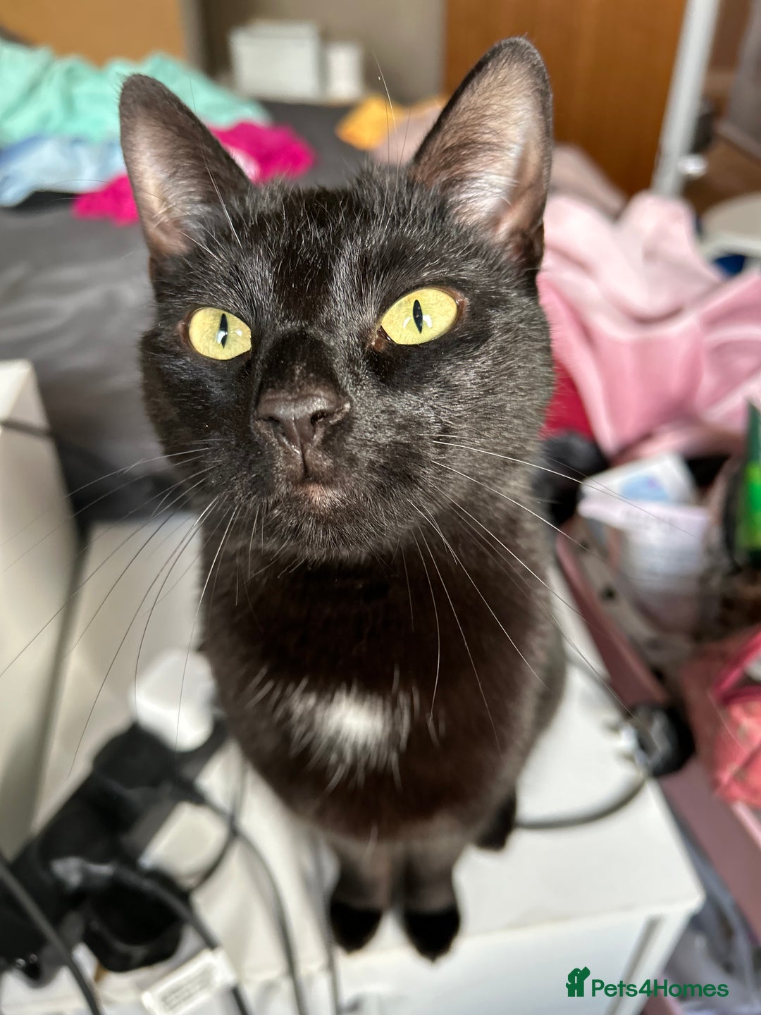 Mixed Breed cats for sale: Rehoming My Boy - Change in Circumstances - Advert 7