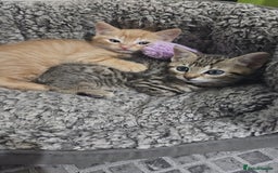 Bengal cats for sale: Ginger Kitten For Sale - Image 7