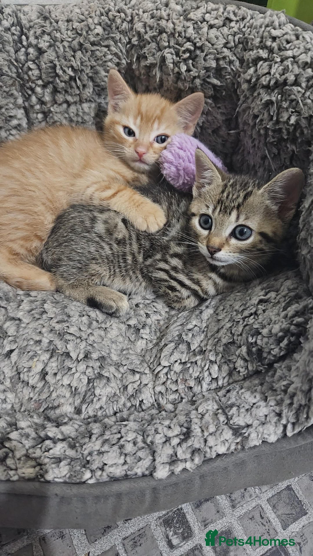 Bengal cats for sale: Ginger Kitten For Sale - Image 7