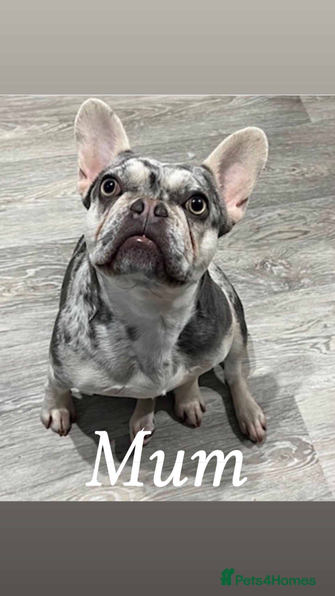 French Bulldog dogs Puppies  - Advert 1