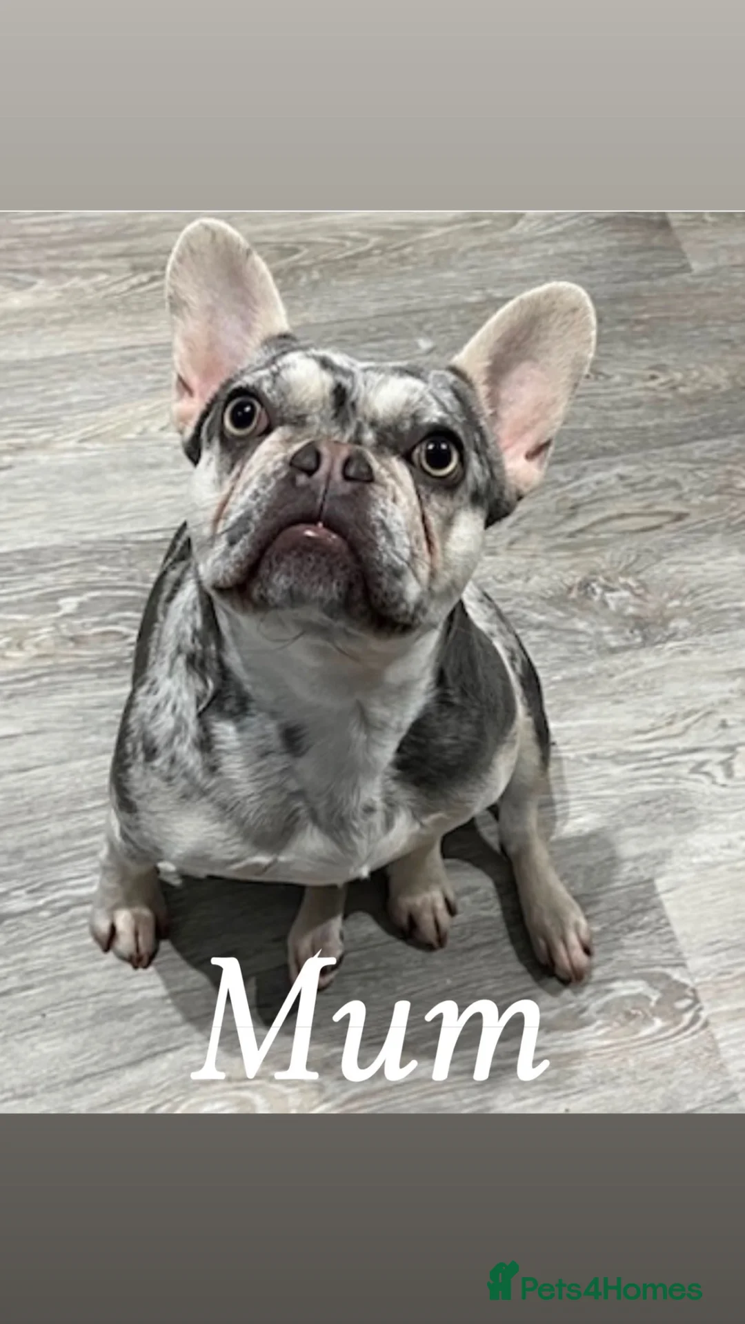 French Bulldog dogs for sale: Puppies  - Advert 1