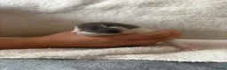Mixed Breed cats for sale: 4 beautiful kittens. 3 boys 1 girl  in Norwich - Advert 9