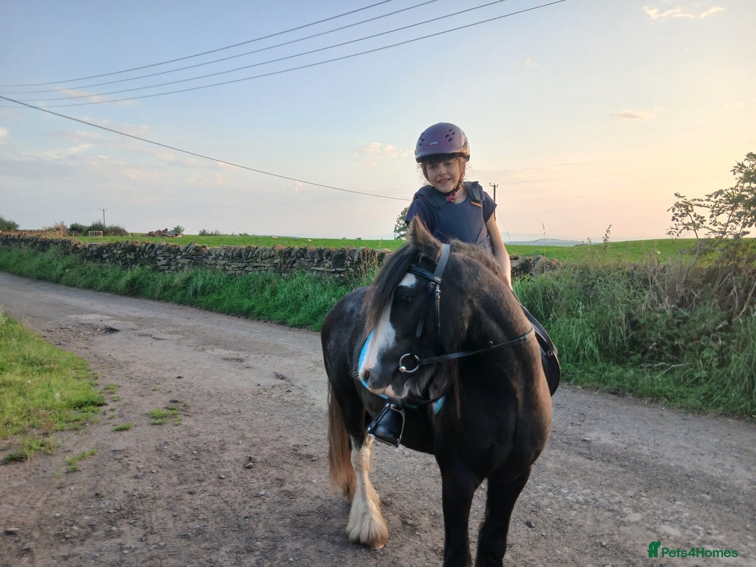 Irish Cob horses for sale: Fantastic First Pony  - Image 2