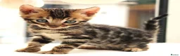 Bengal cats for sale: CUTE BROWN BENGAL MALE KITTENS - Advert 13