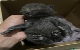Domestic Shorthair cats for sale: cat and kittens for rehoming - Image 8