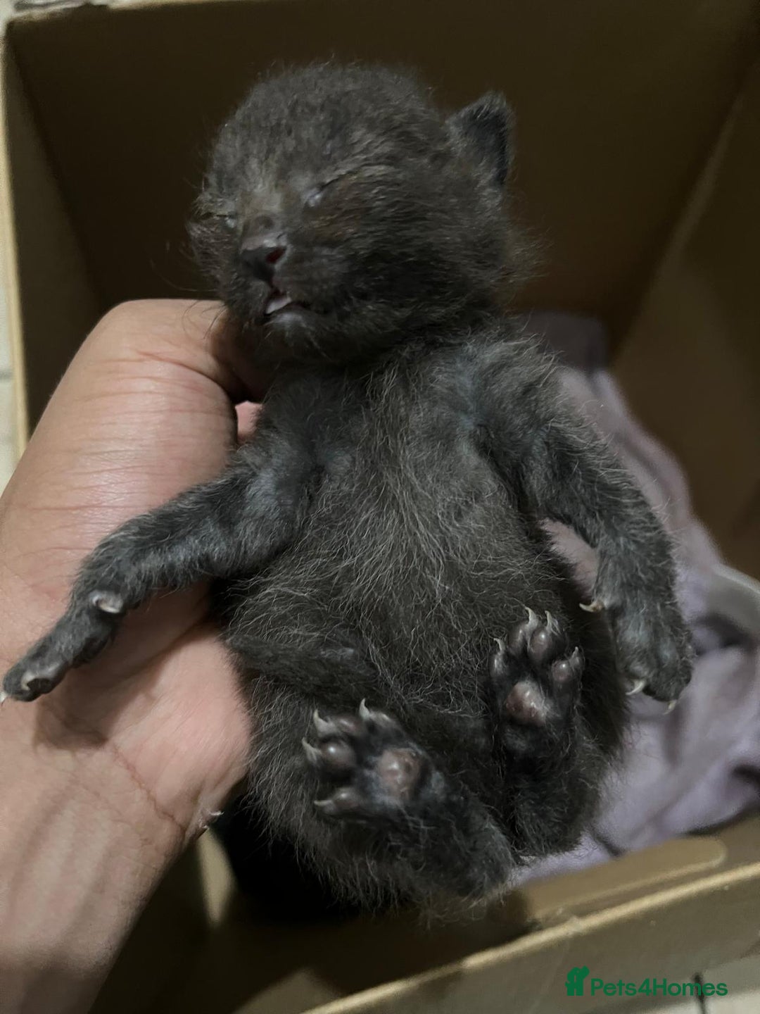 Domestic Shorthair cats for sale: cat and kittens for rehoming - Image 8