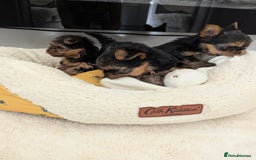 Yorkshire Terrier dogs for sale: Wonderful Yorkshire terrier puppies  - Image 27