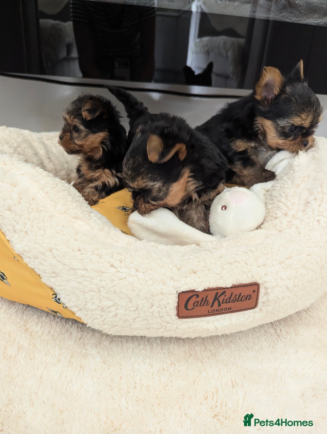 Yorkshire Terrier dogs for sale: Wonderful Yorkshire terrier puppies  - Image 27