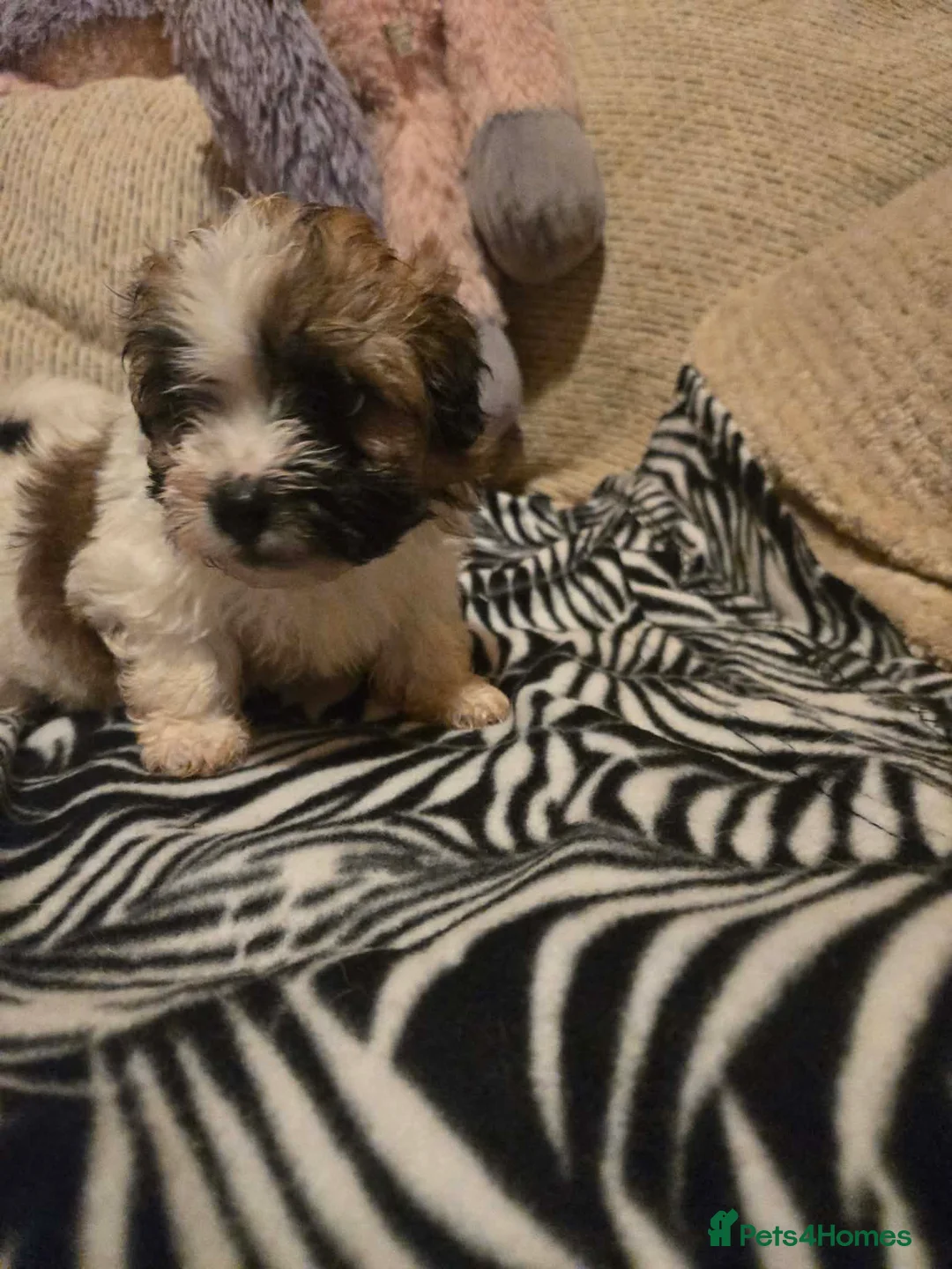 Mixed Breed dogs for sale: Cavachon x jug pups for sale ready now  - Advert 22