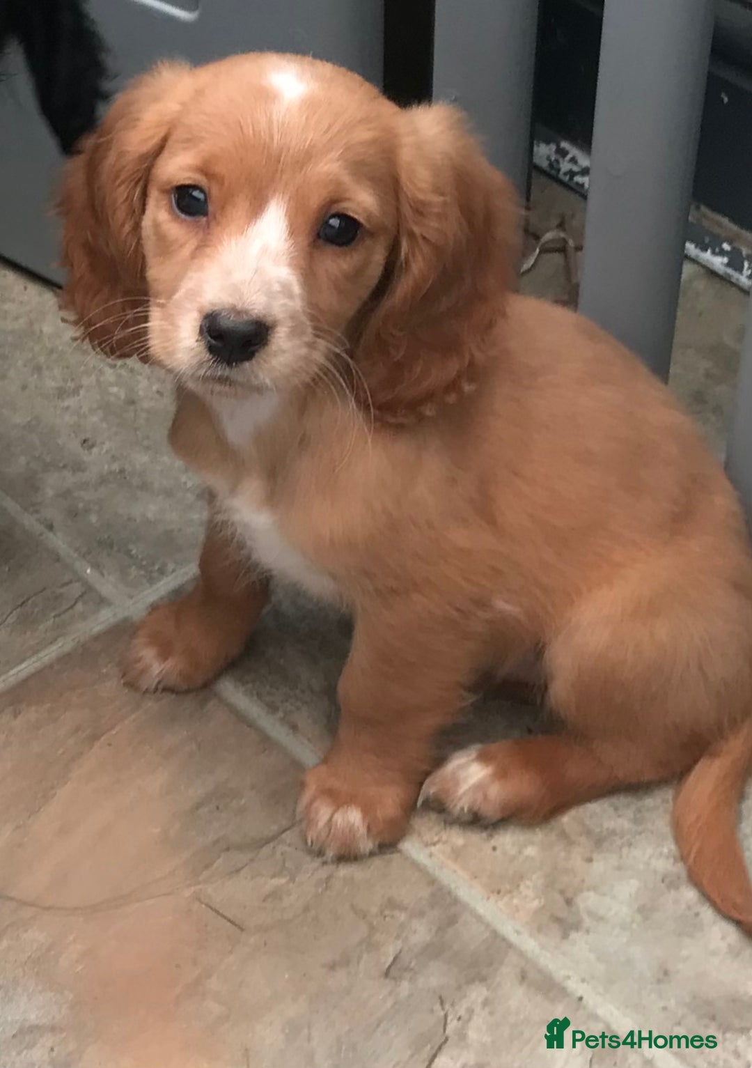 Sprocker dogs for sale: Sprocker pups  - Image 3