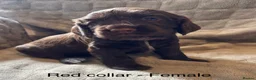 Cocker Spaniel dogs for sale: Working Cocker Spaniel Pups - Advert 6
