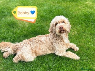 Cockapoo dogs 💙🐶 BOBBY 🐶💙 - Advert 1