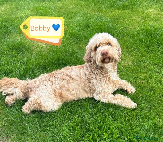 Cockapoo dogs 💙🐶 BOBBY 🐶💙 - Advert 2
