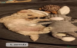 Poochon dogs for sale: Poochon Puppies - Advert 13