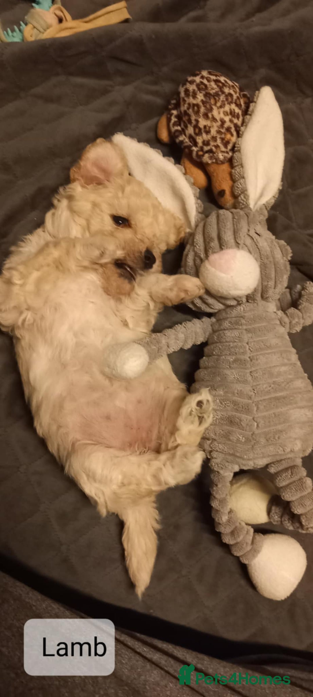 Poochon dogs for sale: Poochon Puppies - Advert 13