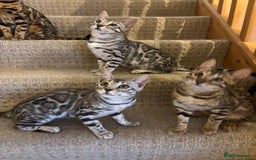 Bengal cats for sale: Stunning TICA registered bengal kittens  in Huntly - Image 22