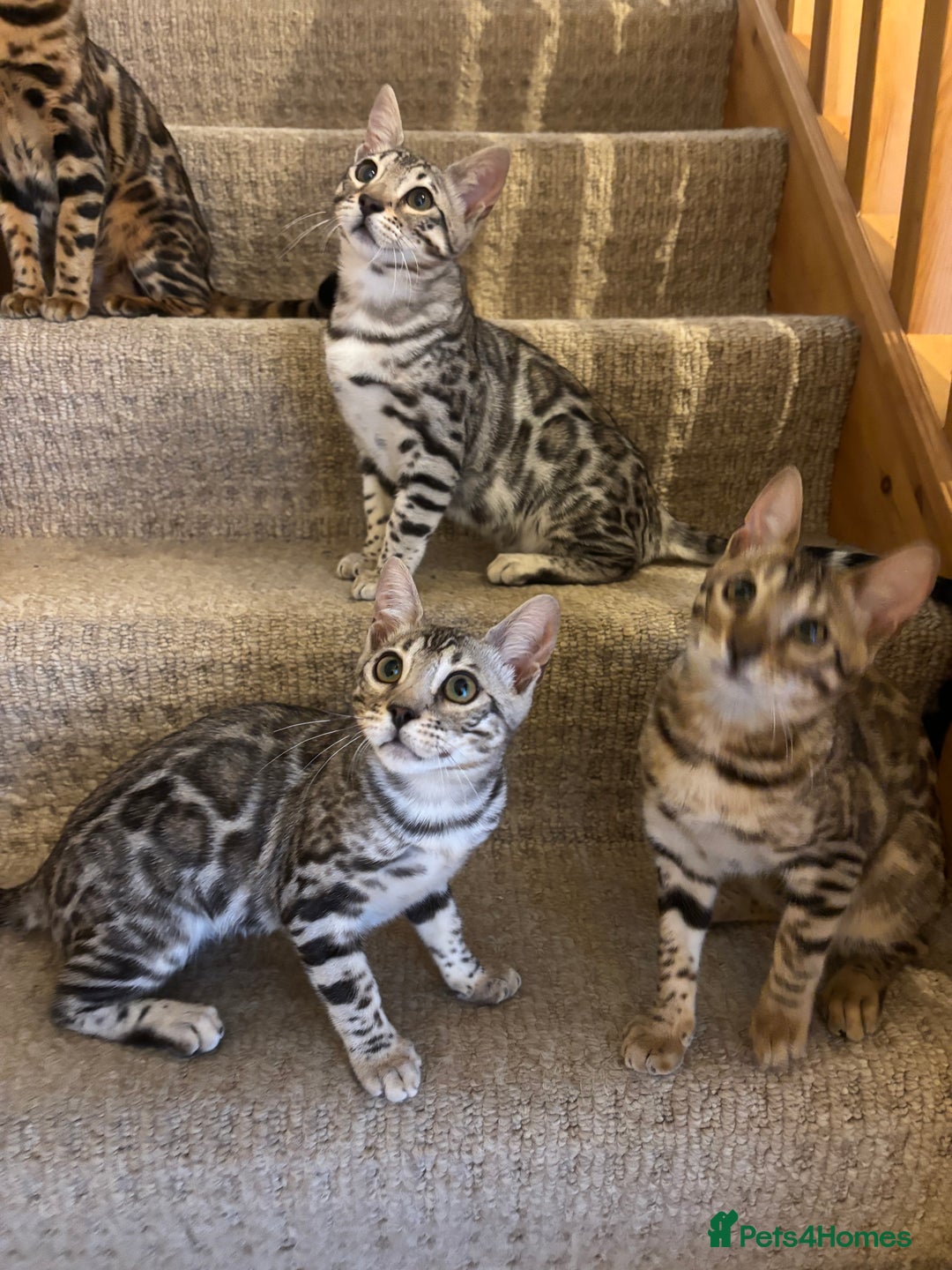Bengal cats for sale: Stunning TICA registered bengal kittens  in Huntly - Image 22