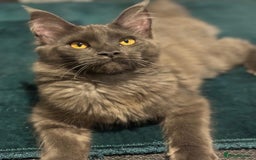 Maine Coon cats for sale: ✨ Beautiful Maine Coon Ex-Queen ✨ - Advert 11