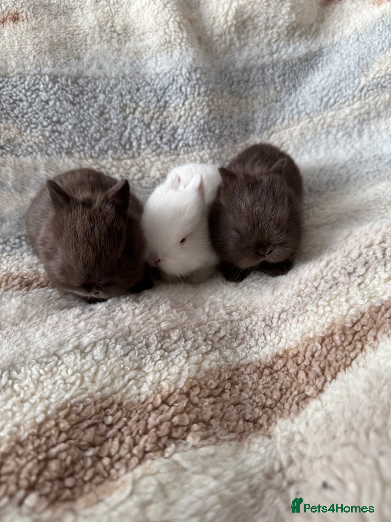 Netherland Dwarf rabbits Netherland Dwarf baby rabbits  - Advert 7