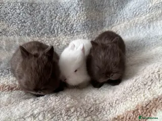 Netherland Dwarf rabbits Netherland Dwarf baby rabbits - Advert 7