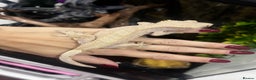 Gecko reptiles for sale: 3 x Crested Geckos and Exo Terra Viv - Advert 3
