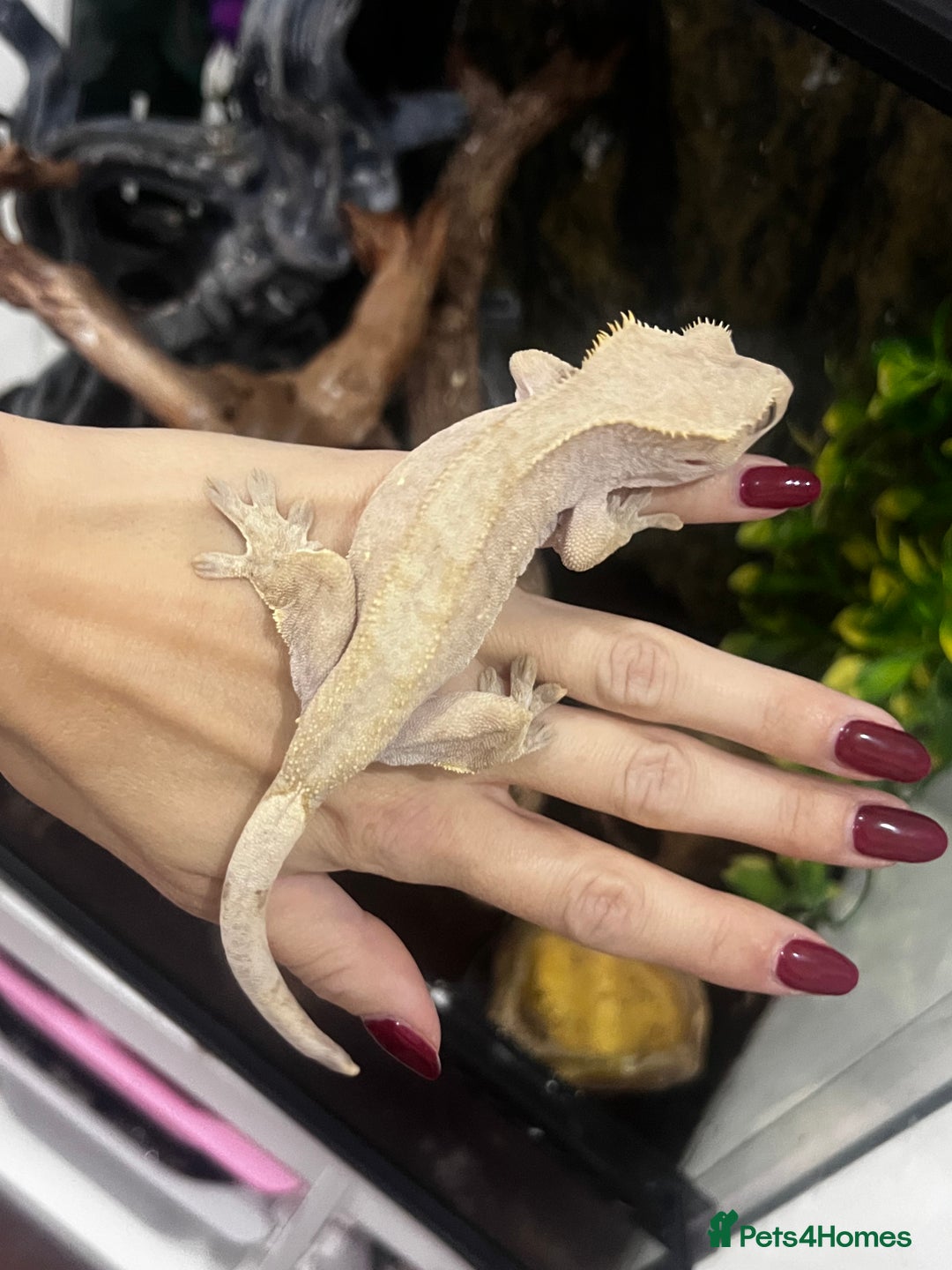 Gecko reptiles for sale: 3 x Crested Geckos and Exo Terra Viv - Advert 3