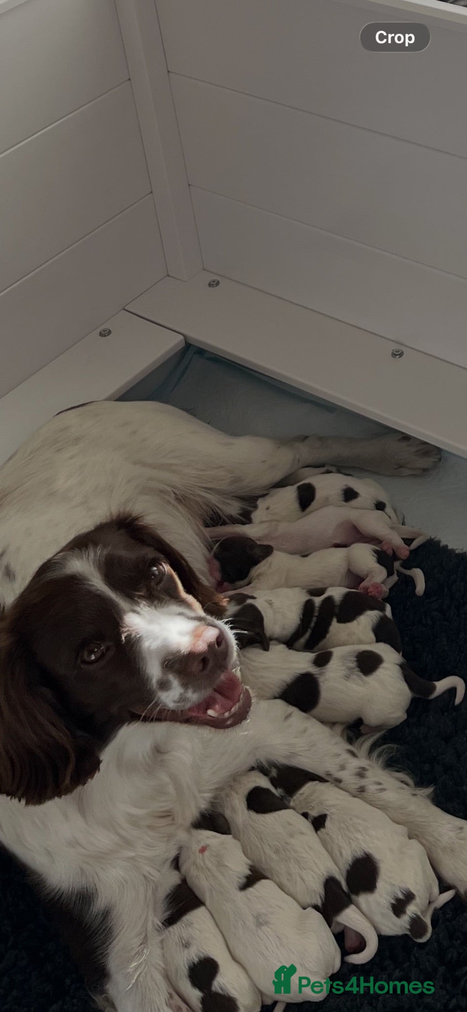 English Springer Spaniel dogs Exceptional English Springer Spaniel - Advert 1